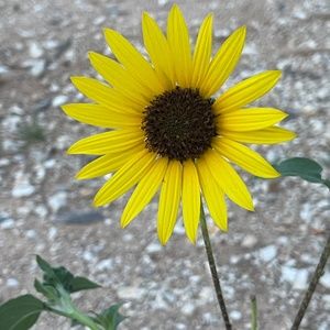 Meet your Posher, Al